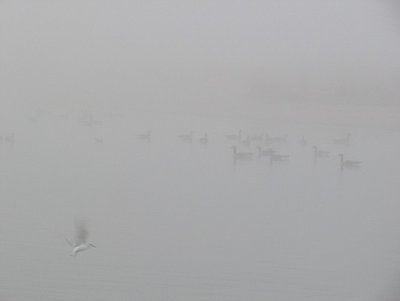 Even the geese and gulls were nearly hidden by the fog!