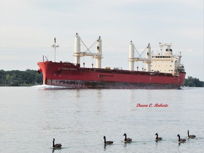 Saltie Federal Churchill (Burns Harbor) disrupts a morning gathering of geese at Marysville.