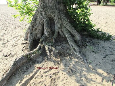 The above ground roots of this tree have always fascinated me. I think of them as anchored in the sands of time.