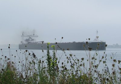 2016-08-28b Am_Integrity.jpg (97.54 KiB) Viewed 1908 times A few minutes later, American Integrity sailed past the Marysville River Walk on her way to Zug.