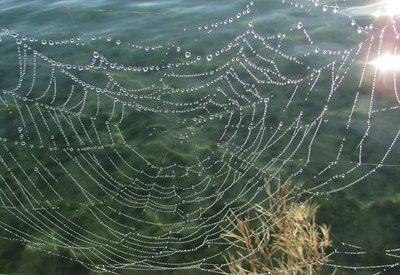 2016-11-06d Dewy spider web.jpg (124.7 KiB) Viewed 1932 times I love finding little things like this dew-spangled spider web as I walk along the river.