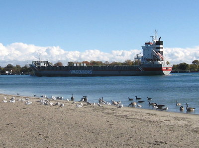 With a crowd of sunbathers at Marysville
