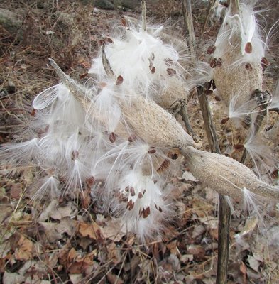 Milkweed seeds on silky parachutes ready to take off in the next wind.