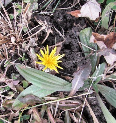 December 21st. is the official First Day of Winter but no one told this brave dandelion.