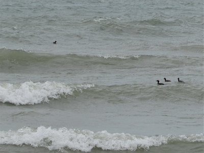 Despite the heavy seas, waterfowl flew in great flocks or "surfed" the waves!