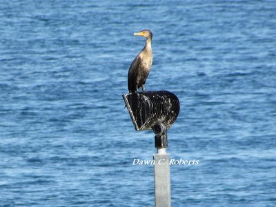 This cormorant claimed this light fixture as its river lookout but there were plenty of others on surrounding lights.