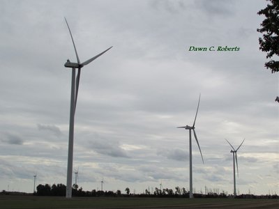 Coming out of Port Austin, I missed my turn and drove through miles of these -- usually 25 within sight at any given time!