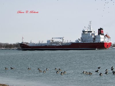 Algonorth, returning to Sarnia from Nanticoke, has a flock of admirers both on the water and in the air.