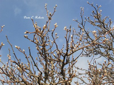 Early signs of Spring along the St. Clair River.