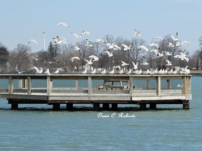 No one told these gulls about the distance rule!