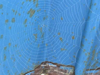 There were teensy dew drops in some areas of this web.