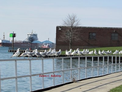 "Boatbirds" gather for a busy day at Marysville!