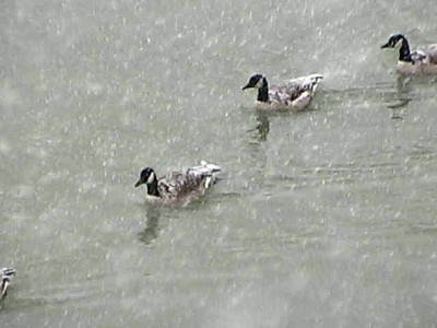 geese.jpg