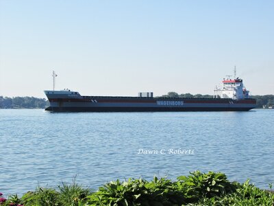 Saltie Beatrix (Chicago) at Marysville.