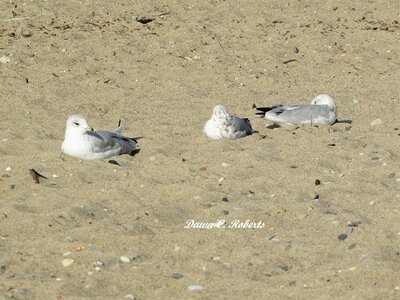 Early birds sunbathing before the crush of humans arrives.