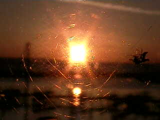 Sol in a web (2010-05-15).jpg