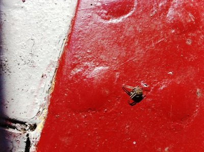 Larinioides cornutus ??