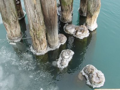 The color of the open water and the patterns of ice forming around the pilings caught my eye.
