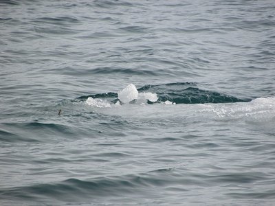 This chunk, swirling along, was the only ice I saw in the river.