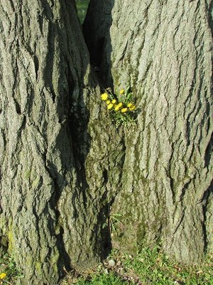 This dandelion was growing in the space where two ancient tree trunks came together.