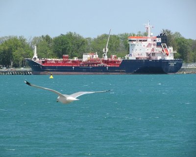 The tanker Furuholmen sits at the Shell fuel dock as a gull glides past.